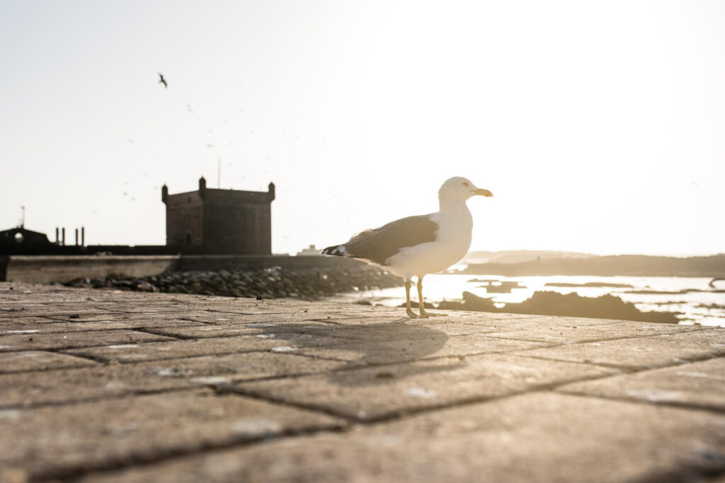 A seagull stands on a sunlit stone promenade near the seaside, with an old fortress and the shoreline in the background.