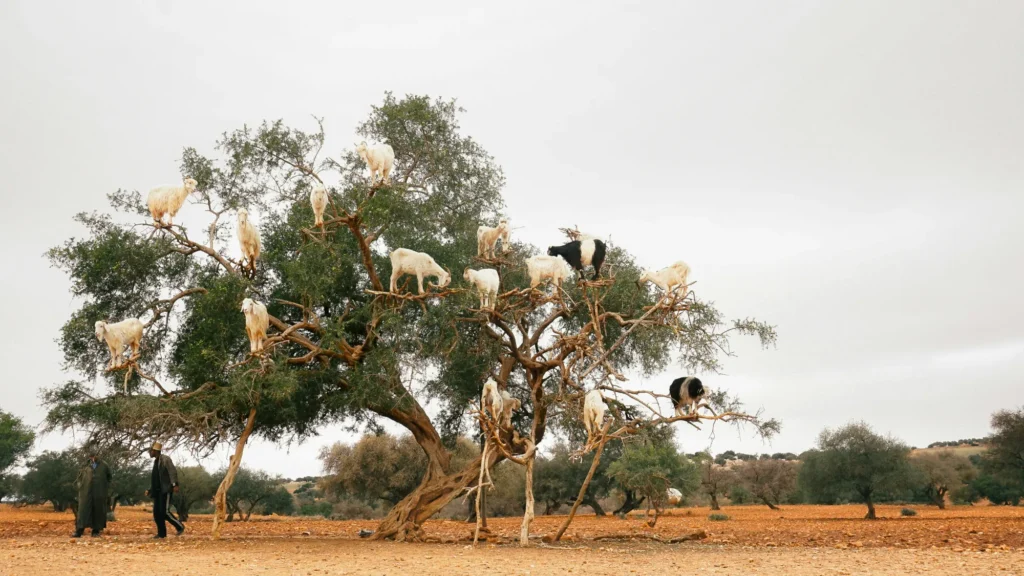 Several goats stand and climb on the branches of a large tree in a dry, open landscape with sparse vegetation.